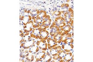 Immunohistochemical analysis of paraffin-embedded R.