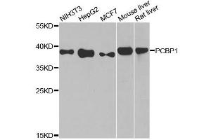 Western blot analysis of extracts of various cell lines, using PCBP1 antibody. (PCBP1 anticorps  (AA 100-200))