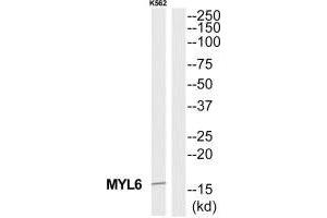 Western blot analysis of extracts from K562 cells, using MYL6 antibody.