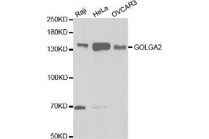Western blot analysis of extracts of various cell lines, using GOLGA2 antibody. (Golgin A2 (GOLGA2) anticorps)