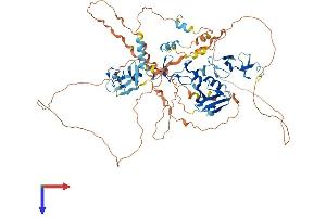 AlphaFold protein structure predicition of Human Recombinant LDB3 Protein, UniprotID O75112