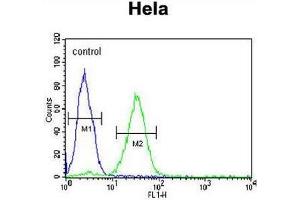 CREM Antibody (C-term) flow cytometric analysis of Hela cells (right histogram) compared to a negative control cell (left histogram).