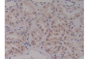 Detection of Ntn4 in Human Kidney Tissue using Polyclonal Antibody to Netrin 4 (Ntn4)