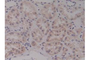 Detection of Ntn4 in Human Kidney Tissue using Polyclonal Antibody to Netrin 4 (Ntn4) (Netrin 4 anticorps  (AA 349-592))