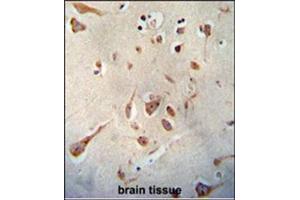 Immunohistochemistry analysis in Formalin Fixed, Paraffin Embedded Human brain tissue stained with SERPINI1 antibody (N-term) followed by peroxidase conjugation of the secondary antibody and DAB staining. (Neuroserpin anticorps  (N-Term))