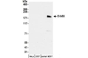 Western Blotting (WB) image for anti-Receptor Tyrosine-Protein Kinase ErbB-3 (ERBB3) (AA 1292-1342) antibody (ABIN7449726)