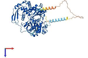 AlphaFold protein structure predicition of Human Recombinant ACTR8 Protein, UniprotID Q9H981