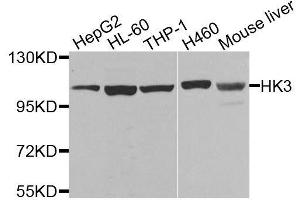 Western blot analysis of extracts of various cell lines, using HK3 antibody. (HK3 anticorps  (AA 1-270))