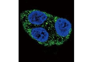 Confocal immunofluorescent analysis of Tyrosinase Antibody with HepG2 cell followed by Alexa Fluor 488-conjugated goat anti-rabbit lgG (green). (TYR anticorps  (C-Term))