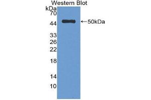 Western Blotting (WB) image for anti-Serpin Family C Member 1 (SERPINC1) (AA 33-464) antibody (ABIN1077809) (SERPINC1 anticorps  (AA 33-464))