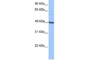 WB Suggested Anti-MLLT3 Antibody Titration:  0. (AF9 anticorps  (C-Term))