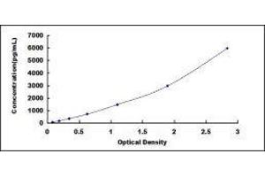Procollagen II N-Terminal Propeptide (PIINP) ELISA Kit