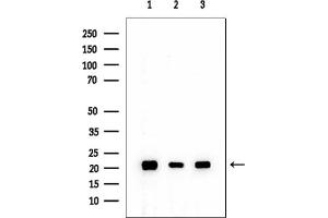 Western blot analysis of lysates from various samples, using SGTA Mouse Monoclonal Antibody at 1/1000 dilution.