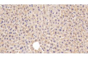 Detection of FADS2 in Mouse Liver Tissue using Polyclonal Antibody to Fatty Acid Desaturase 2 (FADS2)