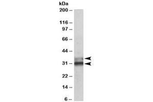 Western blot testing of human colon lysate with ETFA antibody at 0. (ETFA anticorps)