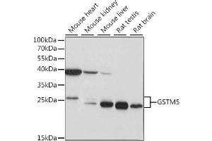 Western blot analysis of extracts of various cell lines, using GSTM5 antibody (ABIN7267445) at 1:1000 dilution. (GSTM5 anticorps  (C-Term))