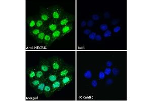 ABIN334418 Immunofluorescence analysis of paraformaldehyde fixed A431 cells, permeabilized with 0.