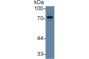 Western Blot; Sample: Human K562 cell lysate; Primary Ab: 3µg/ml Rabbit Anti-Human TXLNa Antibody Second Ab: 0. (alpha Taxilin anticorps  (AA 328-531))