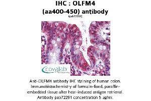 Image no. 1 for anti-Olfactomedin 4 (OLFM4) (AA 400-450) antibody (ABIN1737639) (Olfactomedin 4 anticorps  (AA 400-450))