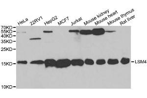 Western blot analysis of extracts of various cell lines, using LSM4 antibody (ABIN5973492) at 1/1000 dilution. (LSM4 anticorps)