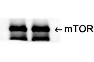 Western Blot (WB) analysis: Please contact us for more details.