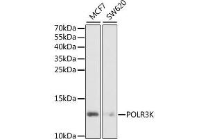Western blot analysis of extracts of various cell lines, using POLR3K antibody. (POLR3K anticorps  (AA 1-108))
