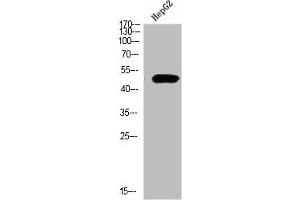 Western Blot analysis of HEPG2 cells using TRAF1 Polyclonal Antibody diluted at 1:500. (TRAF1 anticorps  (AA 191-240))