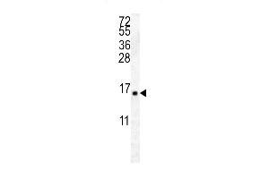 HIST2H2 Antibody (C-term) (ABIN657882 and ABIN2846837) western blot analysis in K562 cell line lysates (35 μg/lane). (HIST2H2AA4 anticorps  (C-Term))