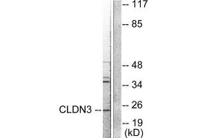 Western Blotting (WB) image for anti-Claudin 3 (CLDN3) (C-Term) antibody (ABIN1848458)
