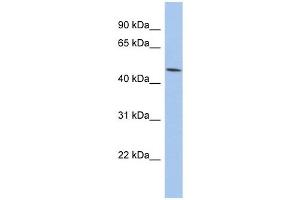 PTGER3 antibody used at 1 ug/ml to detect target protein. (PTGER3 anticorps)
