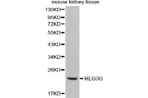 Western Blotting (WB) image for anti-Regenerating Islet Derived Protein 3 gamma (REG3g) antibody (ABIN3023038) (REG3g anticorps)