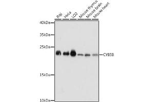 Western blot analysis of extracts of various cell lines, using CYB5B antibody (ABIN7266632) at 1:1000 dilution.