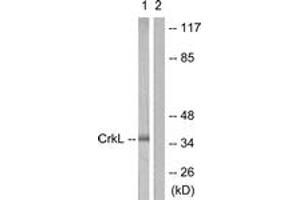 Western blot analysis of extracts from 293 cells, using CrkL (Ab-207) Antibody.