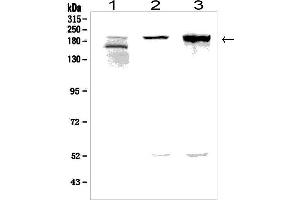 Western blot analysis of AGRN using anti-AGRN antibody (ABIN7600387). (AGRN anticorps  (AA 1864-2068))