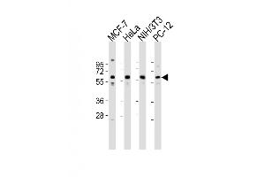 Western Blot at 1:2000 dilution Lane 1: MCF-7 whole cell lysates Lane 2: Hela whole cell lysates Lane 3: NIH/3T3 whole cell lysates Lane 4: PC-12 whole cell lysates Lysates/proteins at 20 ug per lane.