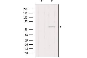 Western blot analysis of extracts from Mouse muscle, using CHRNG Antibody. (CHRNG anticorps  (N-Term))