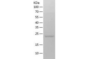 Western Blotting (WB) image for Peroxiredoxin 4 (PRDX4) (AA 29-271) protein (His tag) (ABIN7124365)