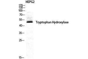 Western Blotting (WB) image for anti-Tryptophan Hydroxylase 1 (TPH1) (Tyr223) antibody (ABIN3177772) (Tryptophan Hydroxylase 1 anticorps  (Tyr223))