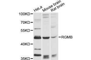 Western blot analysis of extracts of various cell lines, using RGMB antibody (ABIN6290874) at 1:3000 dilution. (RGMB anticorps)