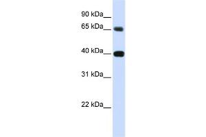 Western Blotting (WB) image for anti-Thymopoietin (TMPO) antibody (ABIN2458894) (Thymopoietin anticorps)