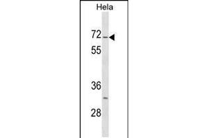 Western blot analysis in Hela cell line lysates (35ug/lane). (STK3 anticorps  (C-Term))