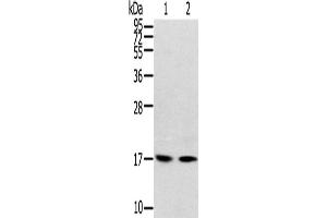 Western Blotting (WB) image for anti-Ribosomal Protein, Large, p1 (RPLP1) antibody (ABIN2424109)