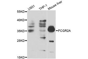 Western blot analysis of extracts of various cell lines, using FCGR2A antibody. (FCGR2A anticorps)