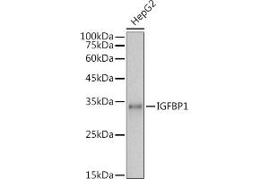 Western blot analysis of extracts of HepG2 cells, using IGFBP1 antibody (ABIN3023444, ABIN3023445, ABIN3023446 and ABIN6219959) at 1:1000 dilution. (IGFBPI anticorps  (AA 26-259))