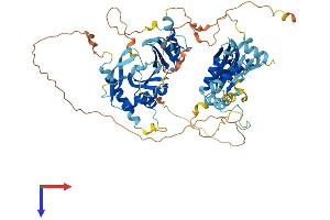 AlphaFold protein structure predicition of Mouse Recombinant Nkrf Protein, UniprotID Q8BY02