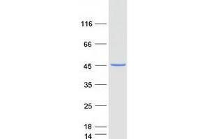 Validation with Western Blot