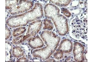 Image no. 3 for anti-UDP-GlcNAc:BetaGal beta-1,3-N-Acetylglucosaminyltransferase 2 (B3GNT2) antibody (ABIN1496800)