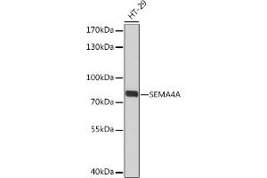 Western blot analysis of extracts of HT-29 cells, using SEMA Rabbit pAb (ABIN7270199) at 1:3000 dilution.