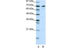 WB Suggested Anti-ILF3 Antibody Titration:  0. (Interleukin enhancer-binding factor 3 (ILF3) (N-Term) anticorps)