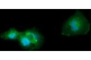 Image no. 2 for anti-CD33 (CD33) antibody (ABIN1497267) (CD33 anticorps)